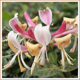 Honeysuckle Fragrance Oil - Craftovator